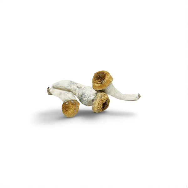 Hongo Albino – 2g | Psilocibina Natural de Alta Potencia y Pureza